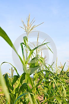 green corn field growing