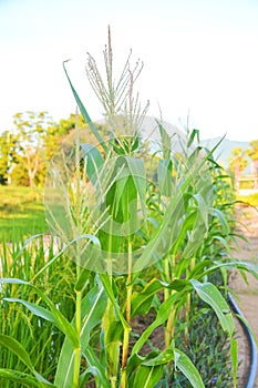 green corn field growing