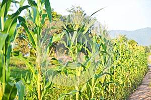 green corn field growing