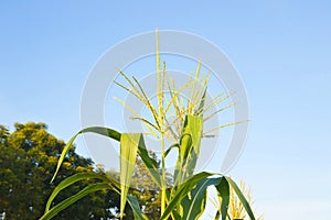 green corn field growing