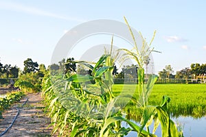 green corn field growing