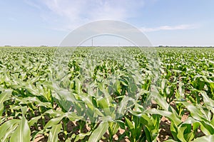 Green Corn Field. Green corn growing on the field, blue sky and