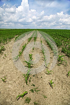 Green corn field growing up on blue sky