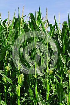 Green corn field growing up on blue sky