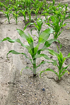 Green corn field growing up on blue sky