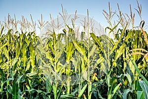 Green corn field growing up on blue sky. Summer agriculture landscape