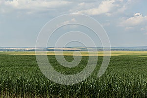 Green corn field and landscape view in spring