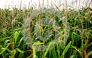 Green corn field with natural food crops growing on rural farm photo