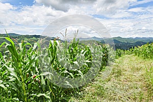 Green corn field in plantation agriculture Asian blue sky background - nature of beautiful morning corn field on the mountain