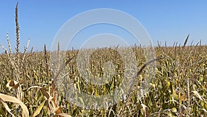 Green corn field