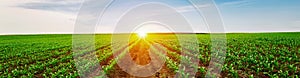 Green corn field with rural sunset