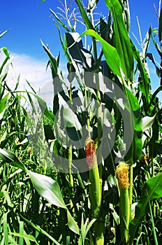 green corn field, south of Portugal