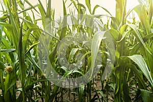 Green corn field at summer evening.