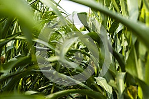 Green corn field at summer evening.