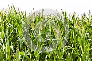 Green corn field at summer evening.