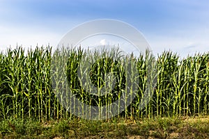 Green corn field at summer evening.