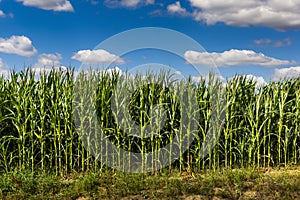 Green corn field at summer evening.