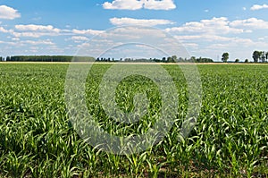 Green corn field in summer