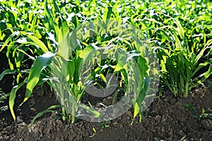 Green corn field in sun day