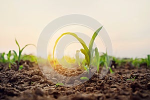 Green corn on field with sunrise. Agricultural concept