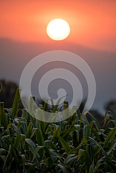 Green corn field at sunset