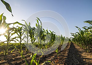 Green corn field in the sunset