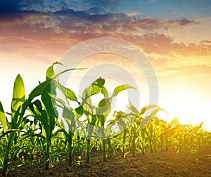 Green corn field photo