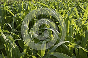 Green corn field at sunset