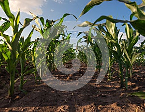 Green corn field in the sunset