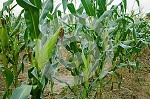 Green corn field