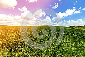 Green corn field under blue sky