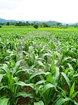 Green corn fields