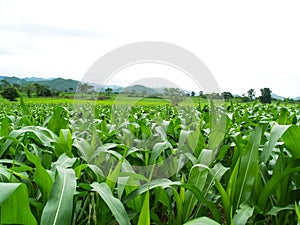 Green corn fields