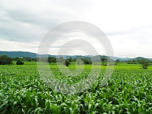 Green corn fields