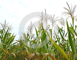 Green corn fields, businesses generating income, including Asian farmers