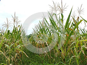 Green corn fields, businesses generating income, including Asian farmers