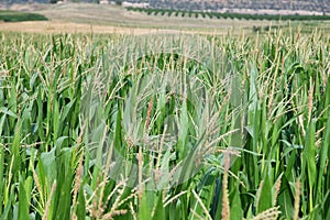 Green corn fields in La Noguera