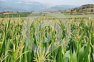Green corn fields in La Noguera