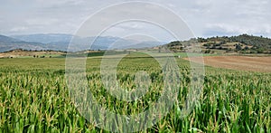 Green corn fields in La Noguera