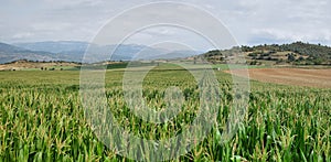 Green corn fields in La Noguera photo