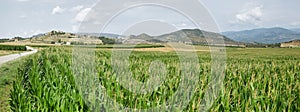 Green corn fields in La Noguera