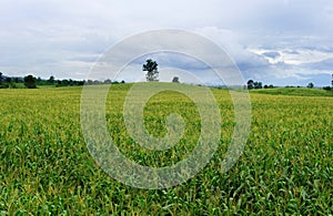 Green corn fields and white skies, full corn, raininess