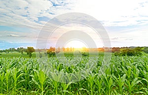 Green corn fields on wide-angle mountains Morning sunrise