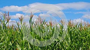 Green corn with flowers in agricultural plantation with wind blows in blue sky