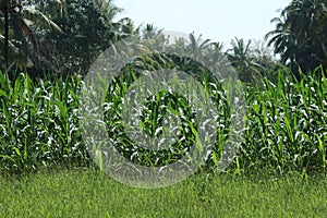 a green corn garden that grows in a tropical climate