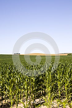 green corn grown by technology