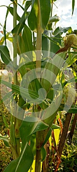 green corn hair vegatable