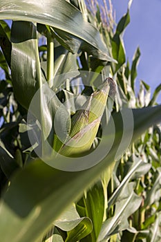 green corn with large ears before ripening