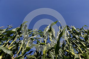 green corn with large ears before ripening