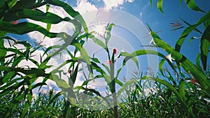 Green corn maize field in agricultural plantation with the sun shines